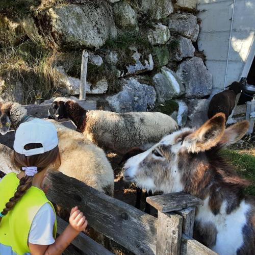 Schafe und Esel streicheln