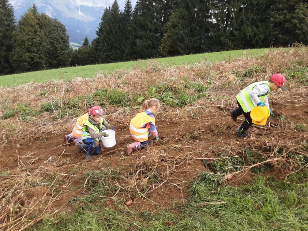 Kinder bei der Kartoffelernte